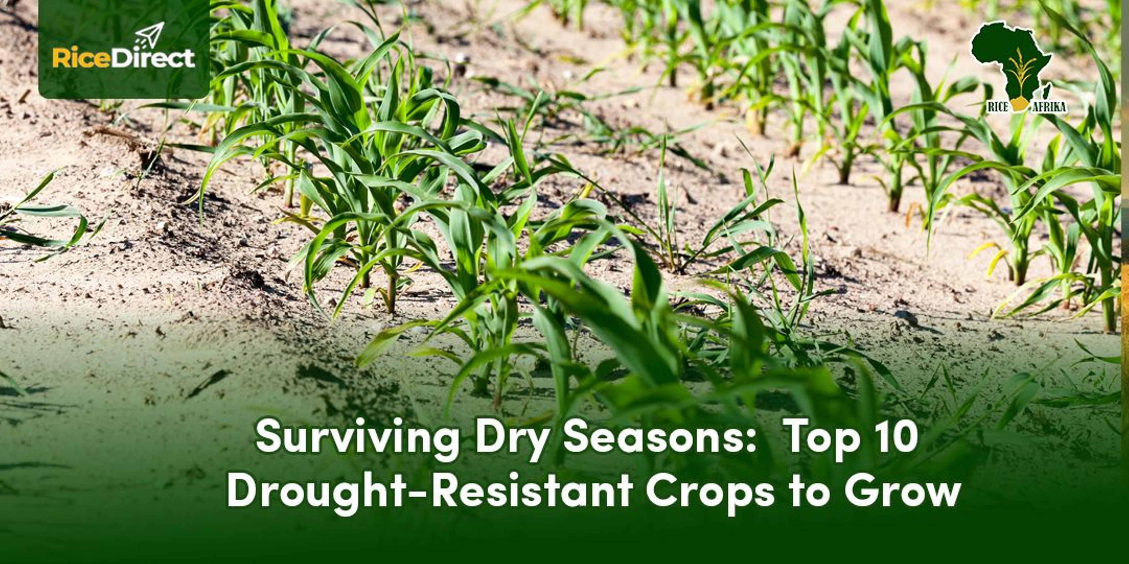 Surviving Dry Seasons in Africa: Top 10 Drought-Resistant Crops for Nigerian Farmers