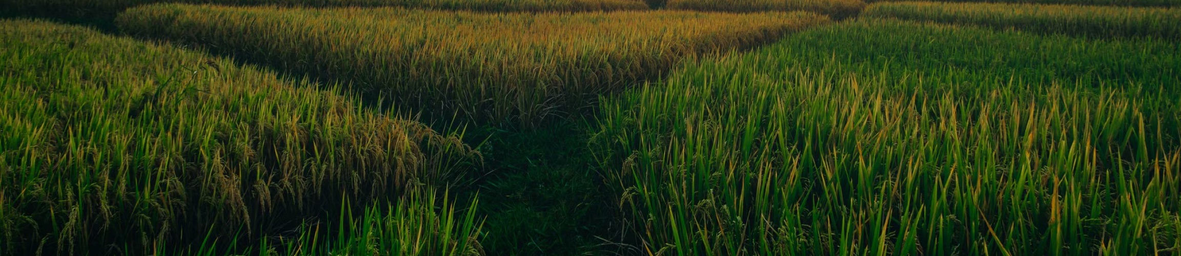 A field officer carrying out agronomy work