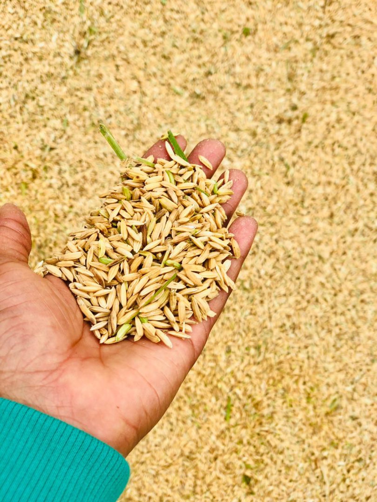 Freshly harvested grain held in hand