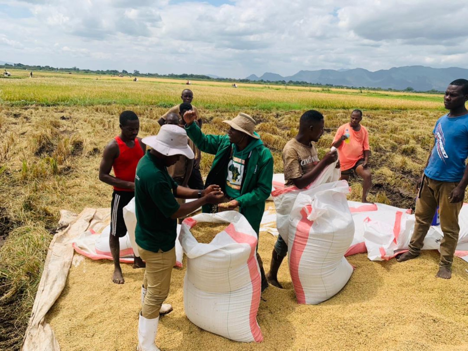 Bagged grain ready for market