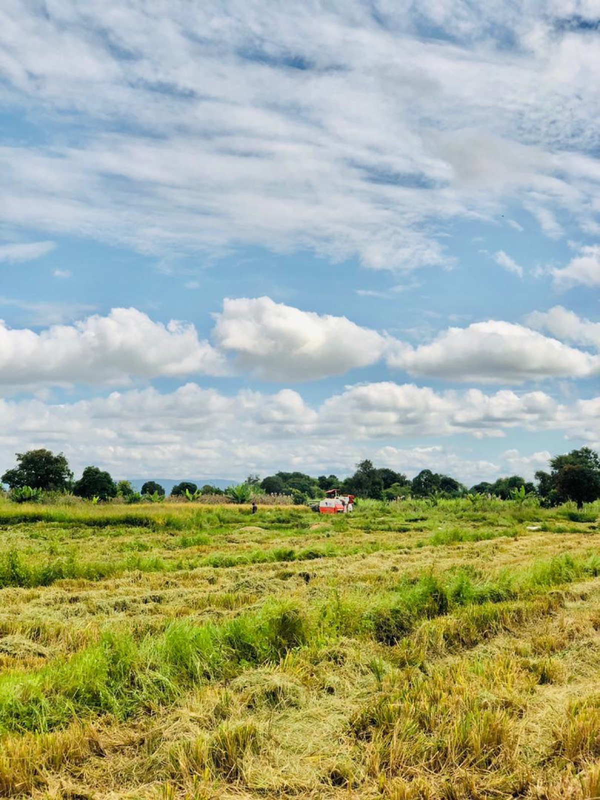 A smallholder field at harvest