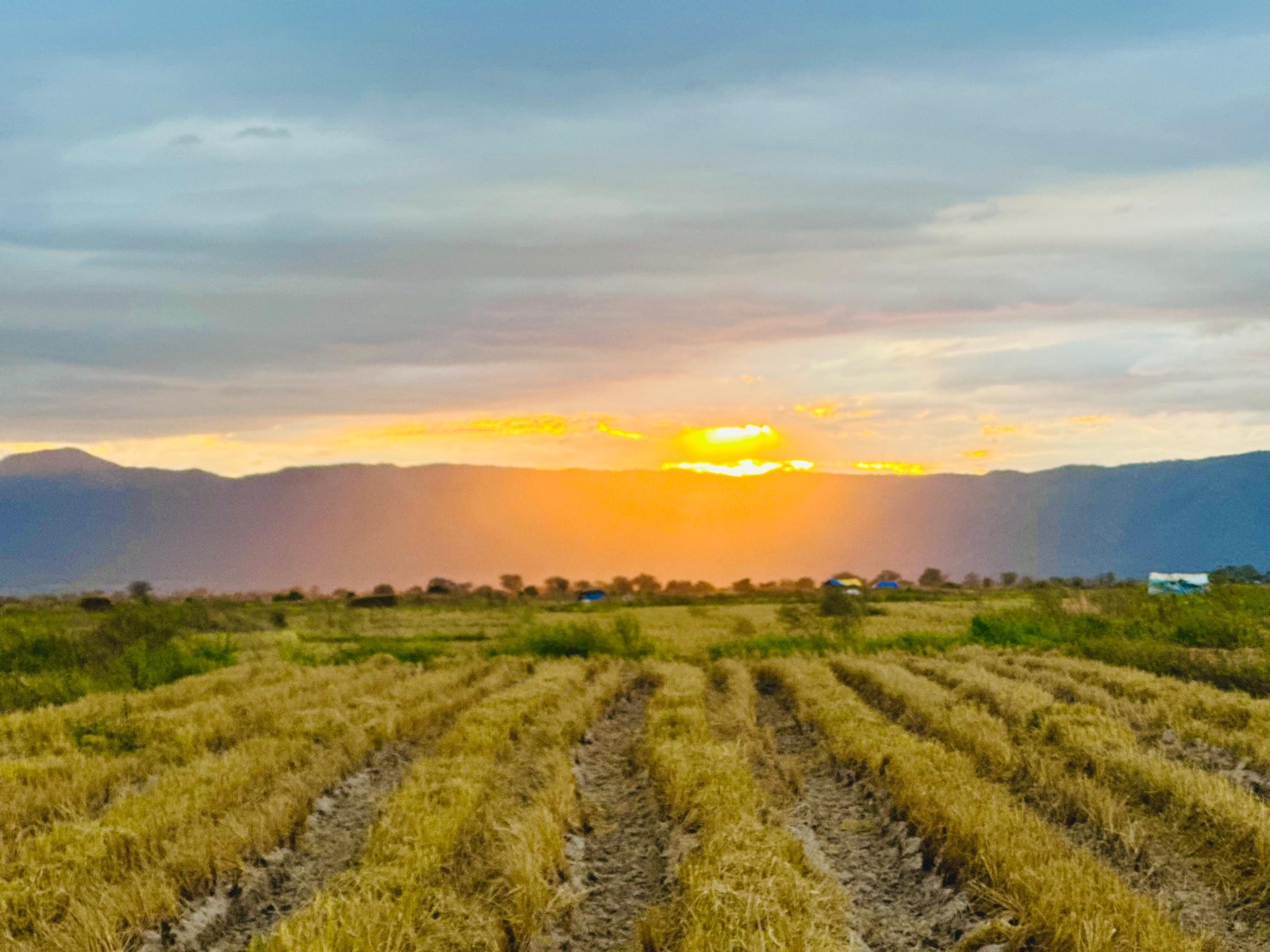 A farm field at sunset